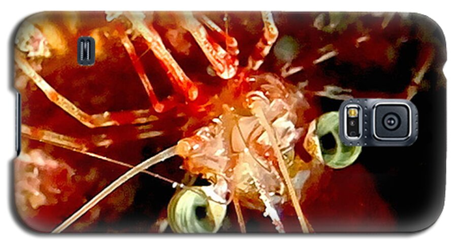 Shrimp Galaxy S5 Case featuring the photograph Red Night Shrimp #2 by Amy McDaniel