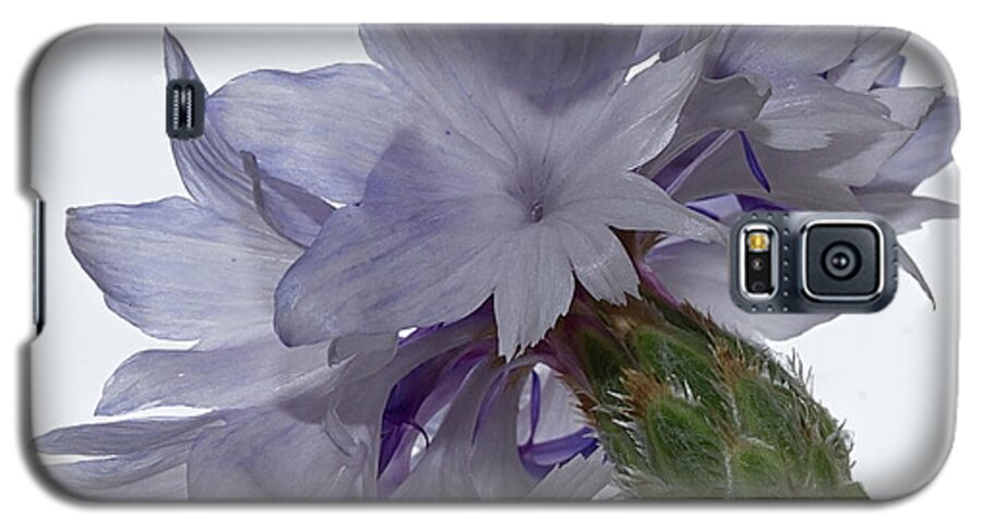 Pale Galaxy S5 Case featuring the photograph White with blue Cornflower #2 by Shirley Mitchell