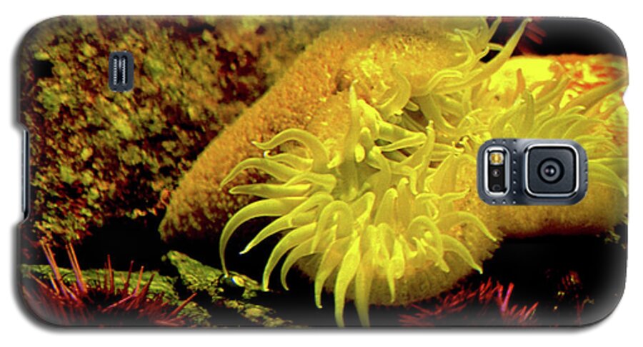 Sea Urchins Galaxy S5 Case featuring the photograph Sea Urchins by Kathy Corday