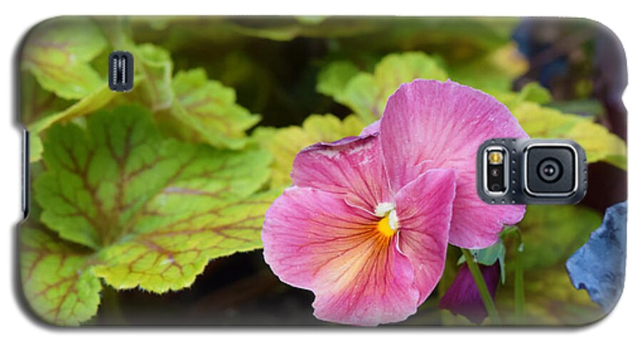 Pansies Galaxy S5 Case featuring the photograph 2015 After the Frost at the Garden Pansies 3 by Janis Senungetuk