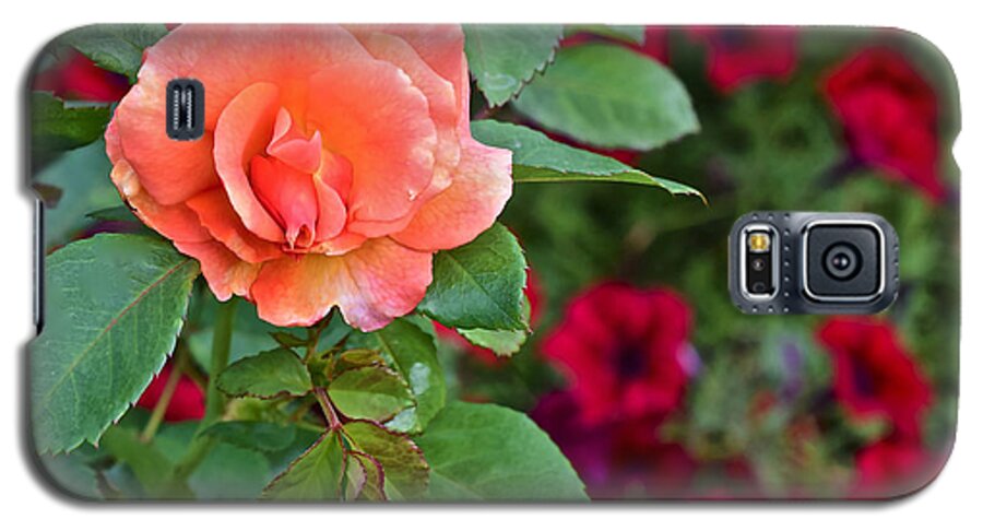 Rose Galaxy S5 Case featuring the photograph 2015 Fall Equinox at the Garden Sunset Rose and Petunias by Janis Senungetuk