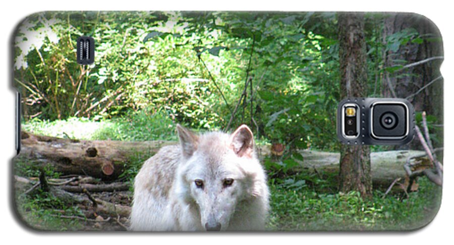 A Walk In The Forest Galaxy S5 Case featuring the photograph The Wild Wolve Group A #24 by Debra   Vatalaro