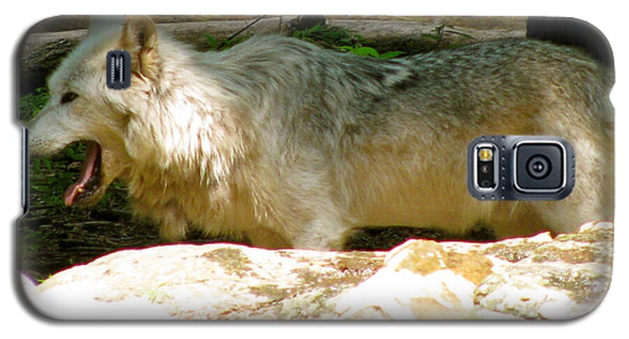 Stay Cool Galaxy S5 Case featuring the photograph The Wild Wolve Group A #25 by Debra   Vatalaro