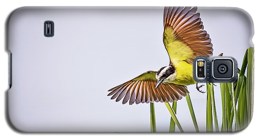 Animal Galaxy S5 Case featuring the photograph Great Crested Flycatcher #3 by Peter Lakomy