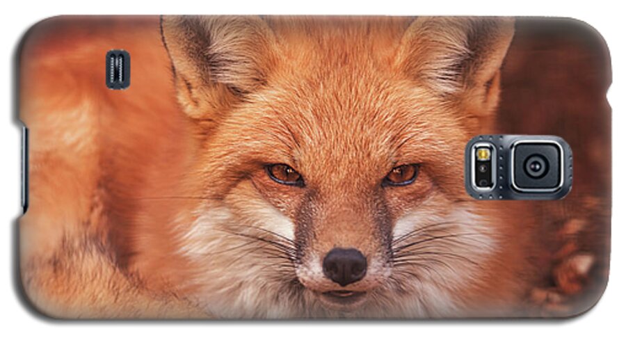 Animal Galaxy S5 Case featuring the photograph Red Fox #3 by Brian Cross