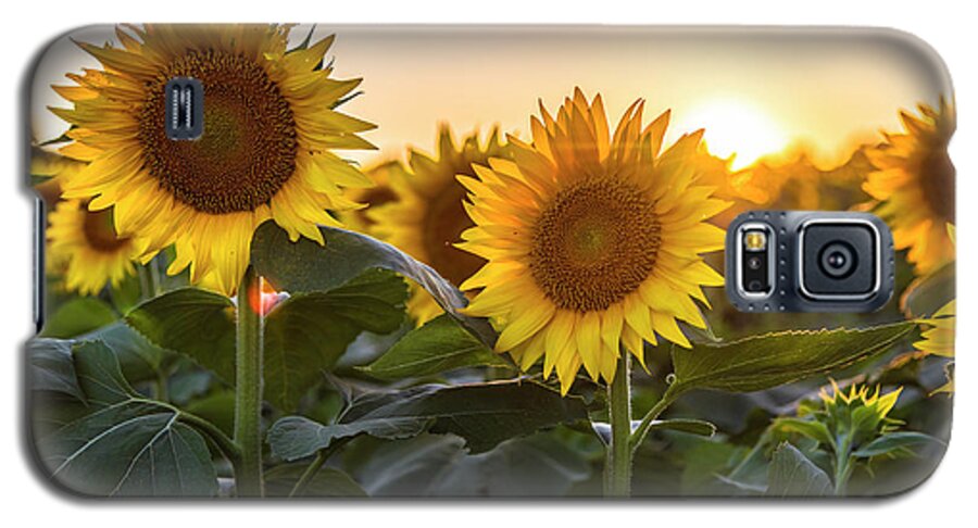Ryan Heffron Galaxy S5 Case featuring the photograph Sunflower Sunset #3 by Ryan Heffron