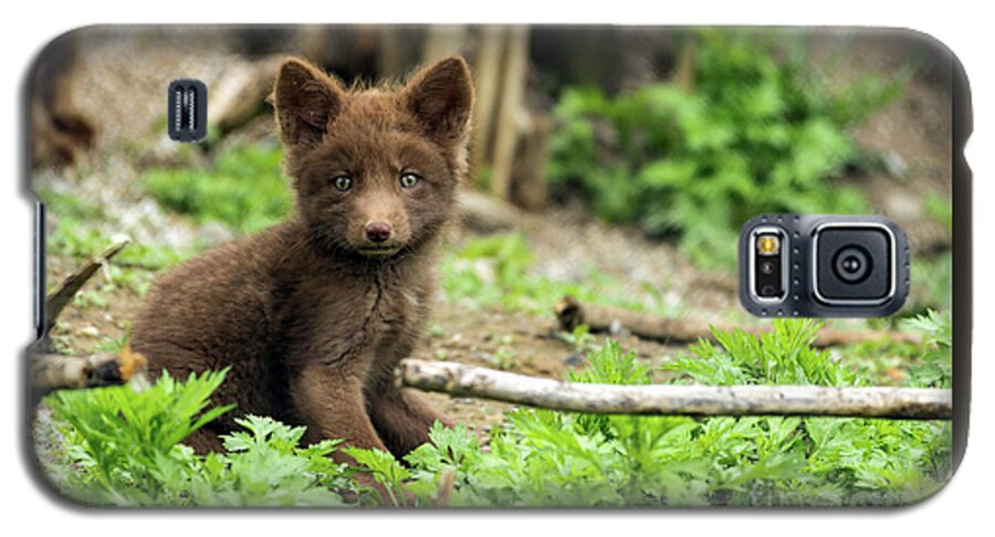 Fox Galaxy S5 Case featuring the photograph Beautiful Fox Cub #5 by Sam Rino