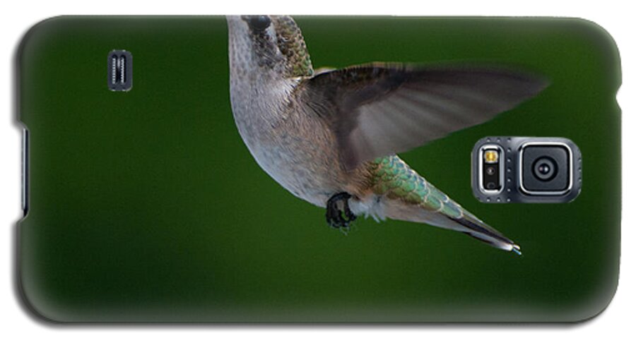 Hummers Galaxy S5 Case featuring the photograph Female Ruby Throated Hummingbird #4 by Brenda Jacobs