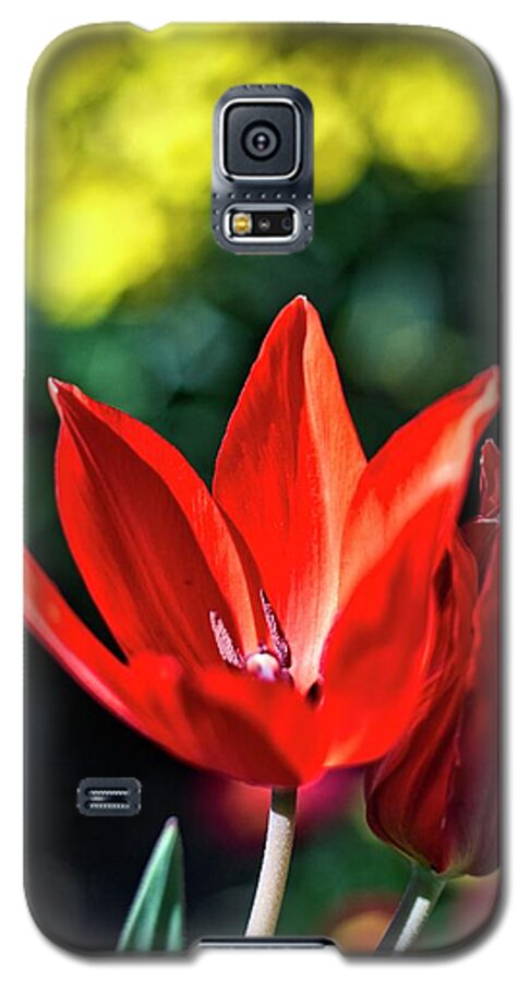 Winterpacht Galaxy S5 Case featuring the photograph Spring Garden #4 by Miguel Winterpacht