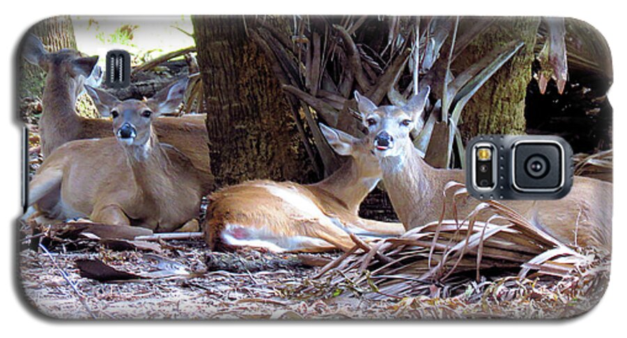 Deer Galaxy S5 Case featuring the photograph 4 Wild Deer by Rosalie Scanlon