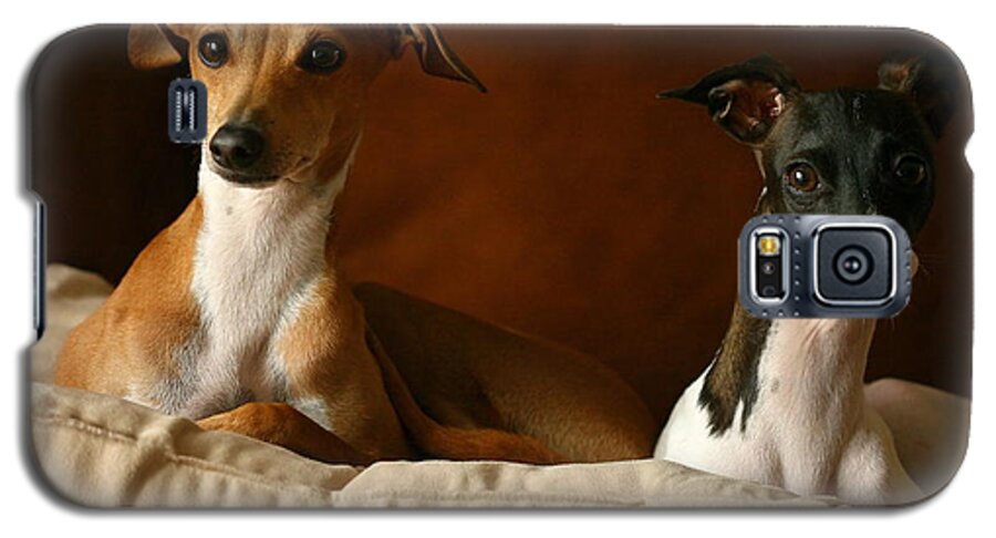 Editorial Galaxy S5 Case featuring the photograph Italian Greyhounds #3 by Angela Rath