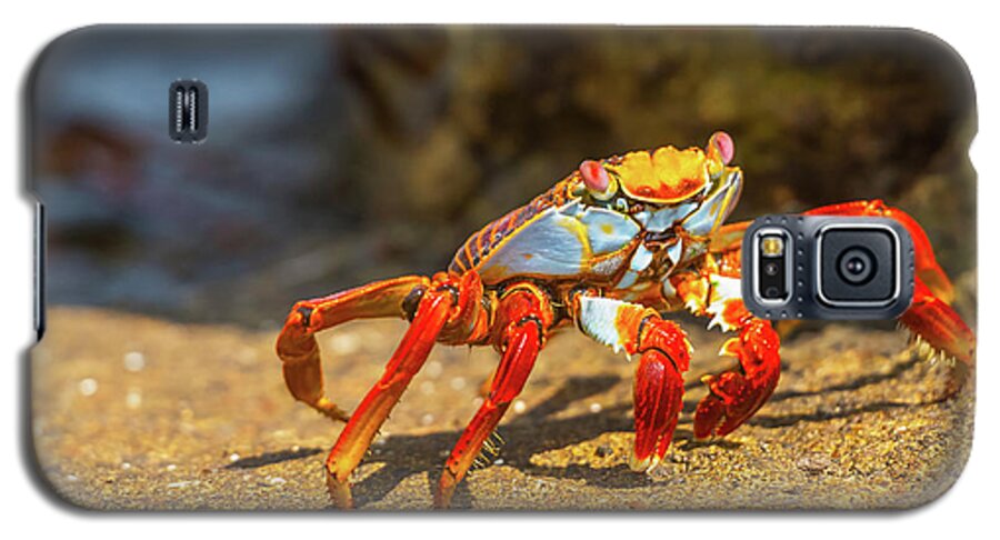 Galapagos Islands Galaxy S5 Case featuring the photograph Sally Lightfoot crab on Galapagos Islands #5 by Marek Poplawski