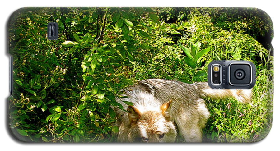 I Got To Get The Hair Off Galaxy S5 Case featuring the photograph The Wild Wolve Group B #5 by Debra   Vatalaro