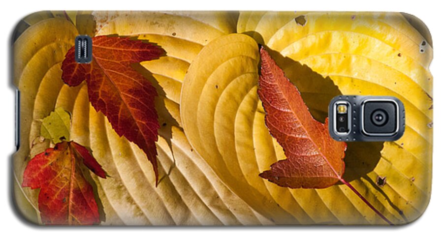 Maple Leaf Galaxy S5 Case featuring the photograph A Fall Contrast by Tom Potter