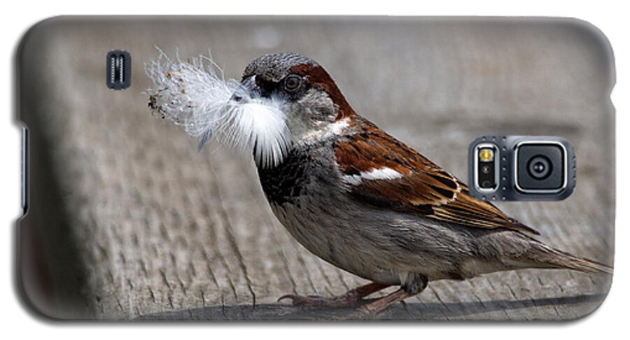 Sparrow Galaxy S5 Case featuring the photograph A Feather for the Nest by Gary Karlsen