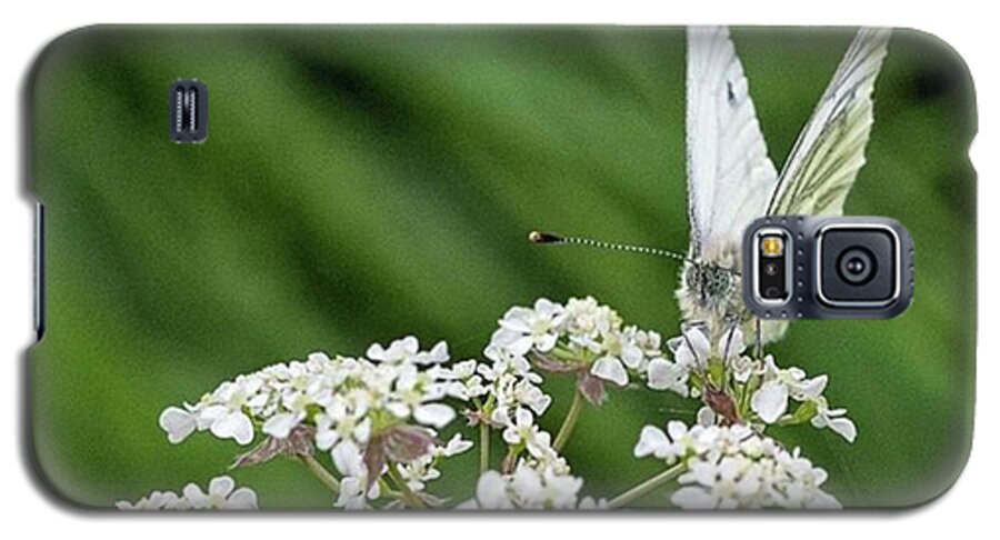 Insectsofinstagram Galaxy S5 Case featuring the photograph A Green-veined White (pieris Napi) by John Edwards