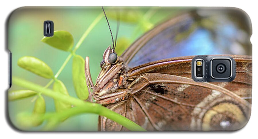 Blue Morpho Galaxy S5 Case featuring the photograph Blue Morpho Butterfly by Tamara Becker