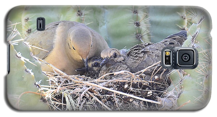 Mourning Dove Galaxy S5 Case featuring the photograph A Mother's Love by Saija Lehtonen
