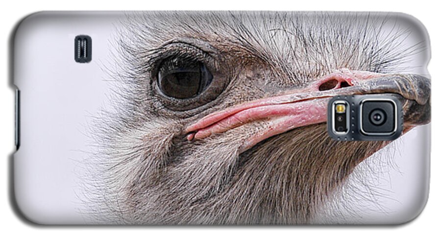 Ostrich Galaxy S5 Case featuring the photograph A Penny For Your Thoughts by Becky Titus