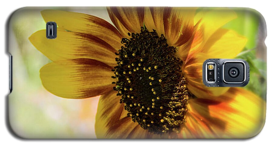 Duke Gardens Galaxy S5 Case featuring the photograph A shy sunflower by Agnes Caruso