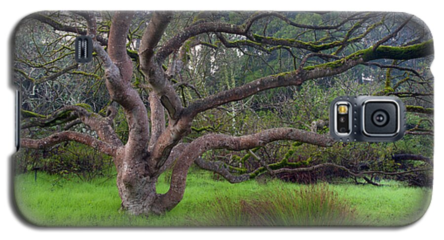 Tree Galaxy S5 Case featuring the photograph A Tree In the Park by Catherine Lau