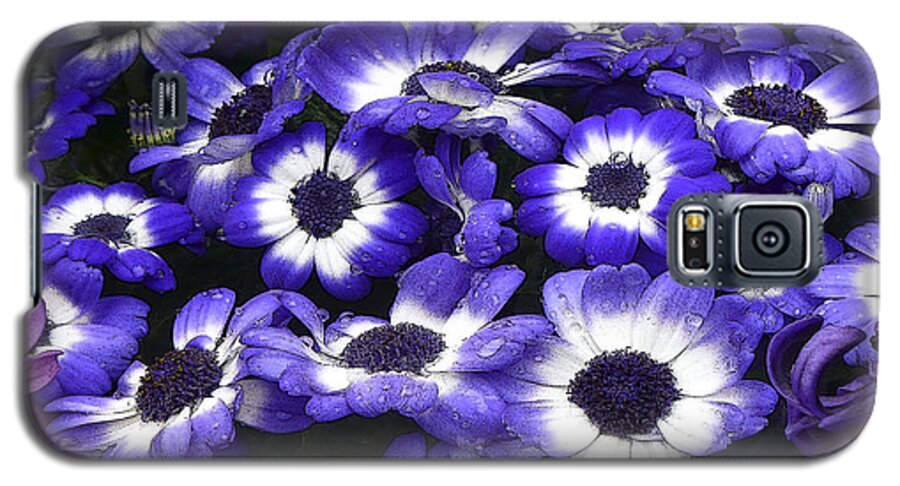 Daisy Galaxy S5 Case featuring the photograph African Daisy Purple and White by Dee Flouton