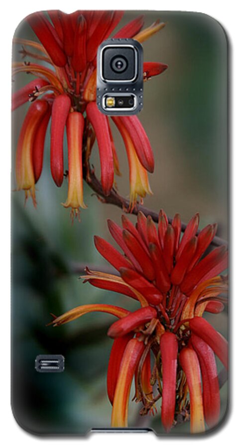 Lily Galaxy S5 Case featuring the photograph African Fire Lily by Joseph G Holland