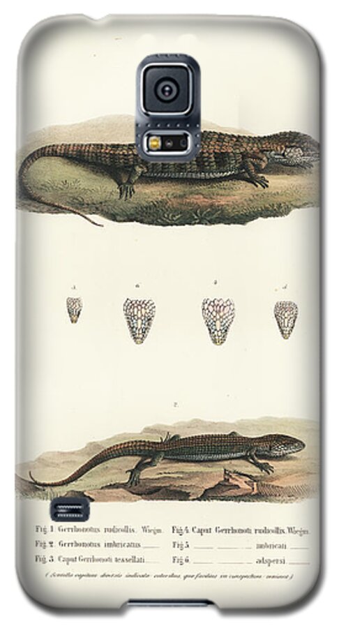 Alligator Lizards Galaxy S5 Case featuring the drawing Alligator Lizards from Mexico by Friedrich August Schmidt