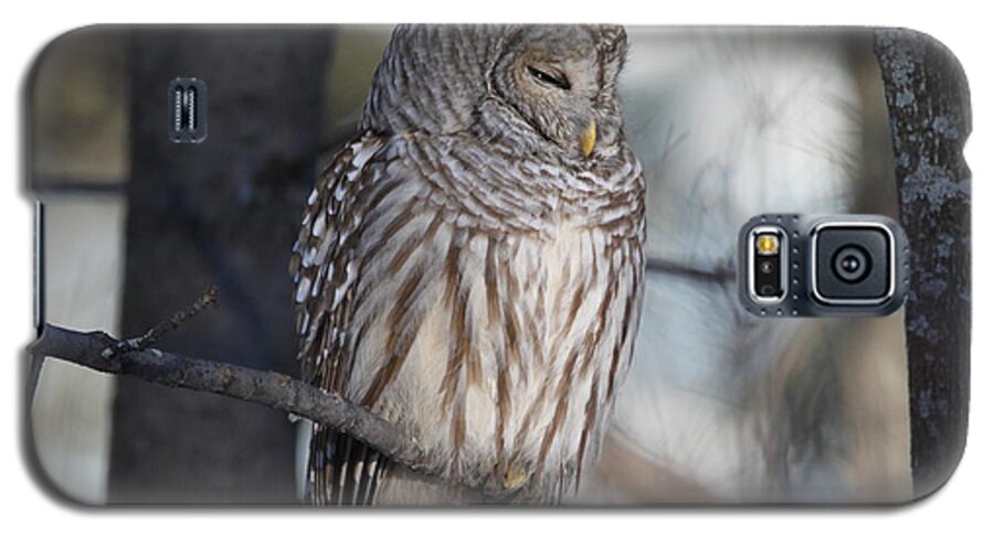 Barred Owl Galaxy S5 Case featuring the photograph Almost at rest by David Barker