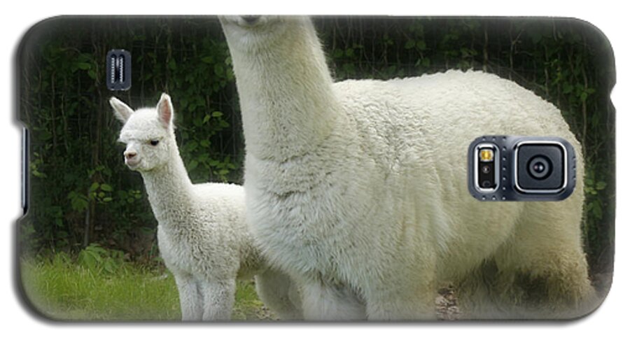 Alpaca Galaxy S5 Case featuring the photograph Alpaca and foal by Garry McMichael