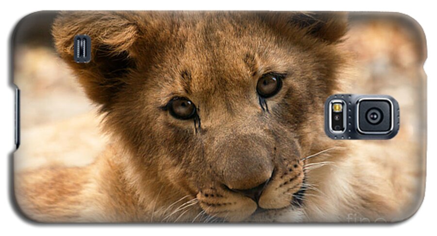 Lion Galaxy S5 Case featuring the photograph Am I cute? by Christine Sponchia