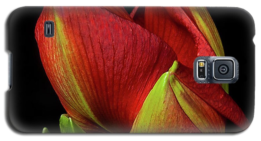 Flower Galaxy S5 Case featuring the photograph Amaryllis 'Merry Christmas' by Ann Jacobson
