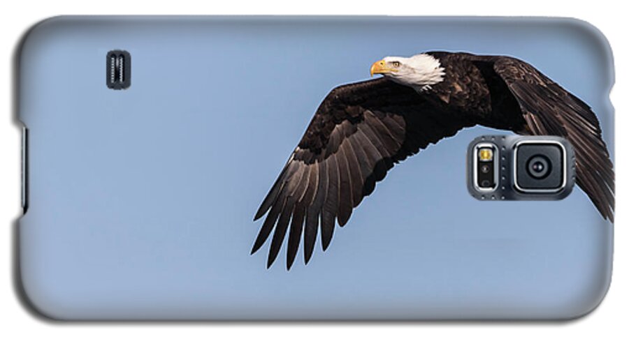 American Bald Eagle Galaxy S5 Case featuring the photograph American Bald Eagle 2017-14 by Thomas Young