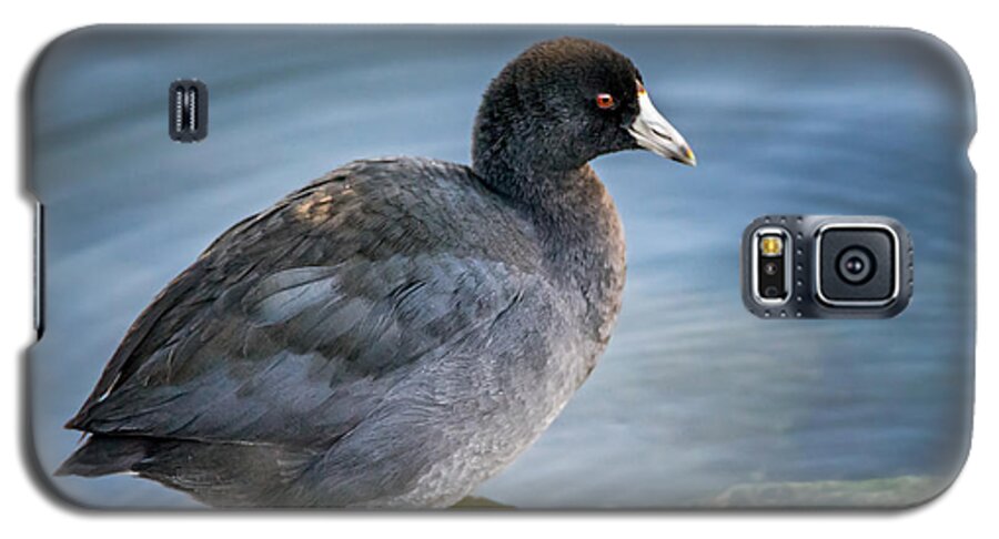 Bird Galaxy S5 Case featuring the photograph American Coot by Wild Fotos