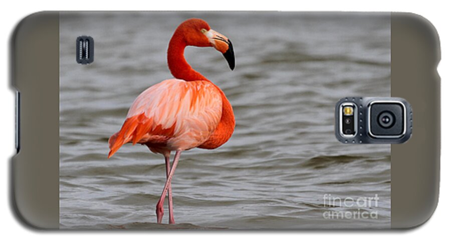 American Flamingo Galaxy S5 Case featuring the photograph American Flamingo by Meg Rousher