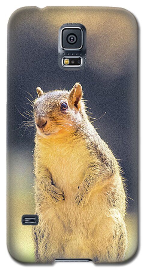 5dmkiv Galaxy S5 Case featuring the photograph American Red Squirrel by Mark Mille