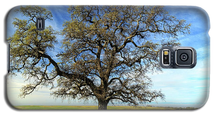 Oak Galaxy S5 Case featuring the photograph An Oak In Spring by James Eddy