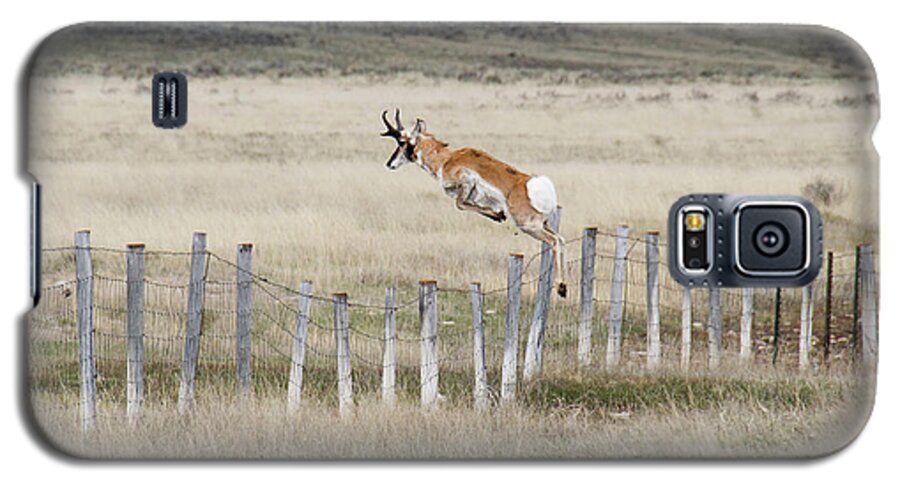 Antelope Galaxy S5 Case featuring the photograph Antelope jumping fence 2 by Rebecca Margraf