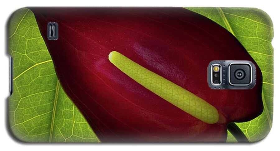 Anthurium Galaxy S5 Case featuring the photograph Anthurium by Christopher Johnson