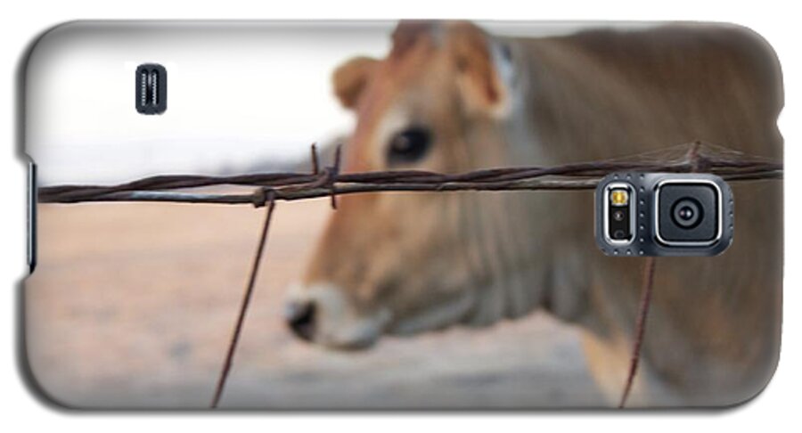 Farm Galaxy S5 Case featuring the photograph Any cow by Lora Lee Chapman