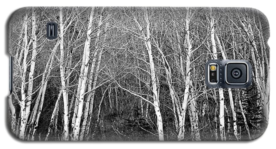 Aspen Galaxy S5 Case featuring the photograph Aspen Forest Black and White Print by James BO Insogna