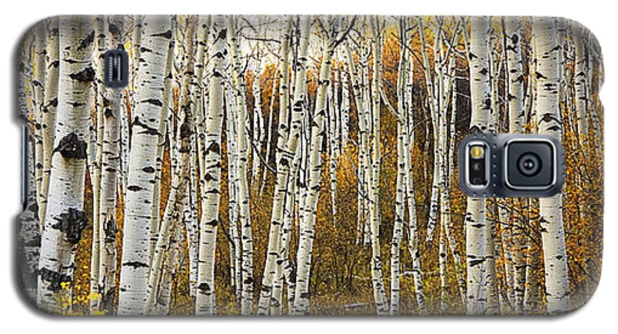 Aspen Galaxy S5 Case featuring the photograph Aspen Tree Grove by Ron Dahlquist - Printscapes