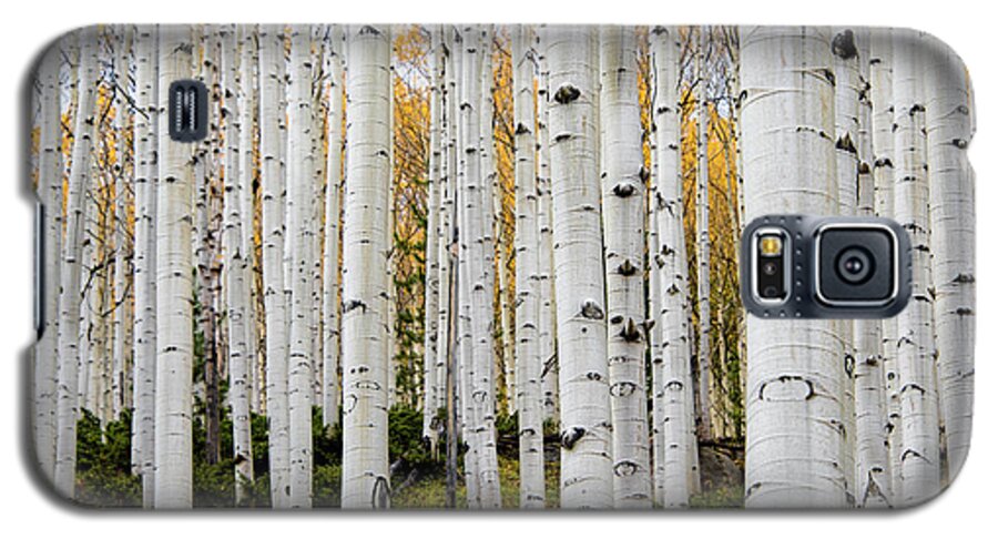Aspen Galaxy S5 Case featuring the photograph Aspens And Gold by Stephen Holst