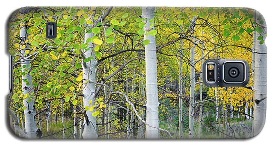 Aspen Galaxy S5 Case featuring the photograph Aspens In Autumn 6 - Santa Fe National Forest New Mexico by Brian Harig