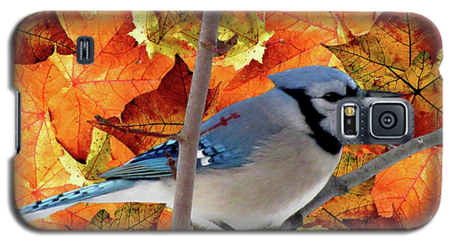 Autumn Blue Jay Galaxy S5 Case featuring the mixed media Autumn Blue Jay by Debra   Vatalaro