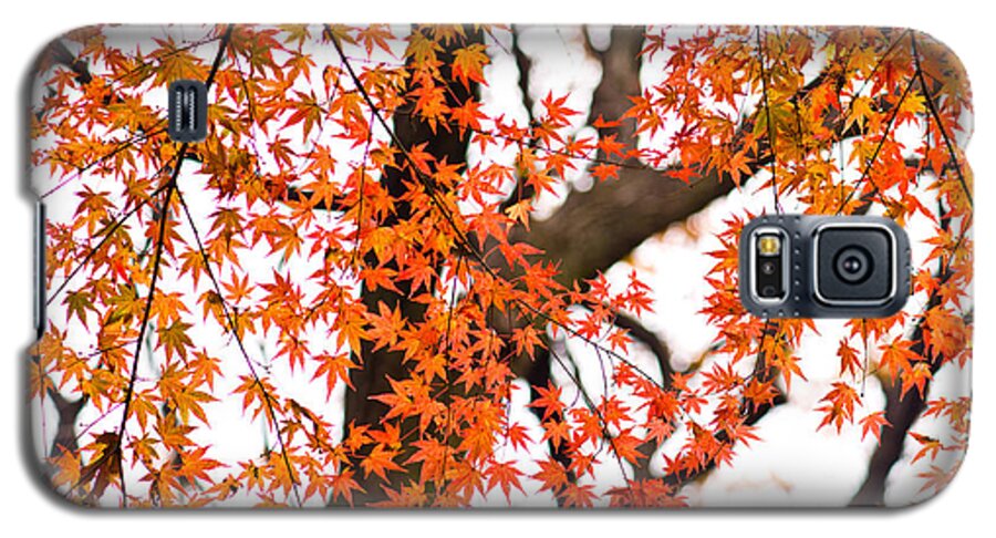 Autumn Galaxy S5 Case featuring the photograph Autumn red leaves on a tree  by U Schade