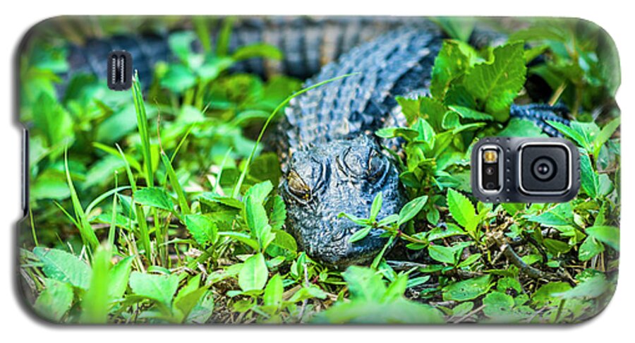 Alligators Galaxy S5 Case featuring the photograph Baby Alligator by Daniel Murphy