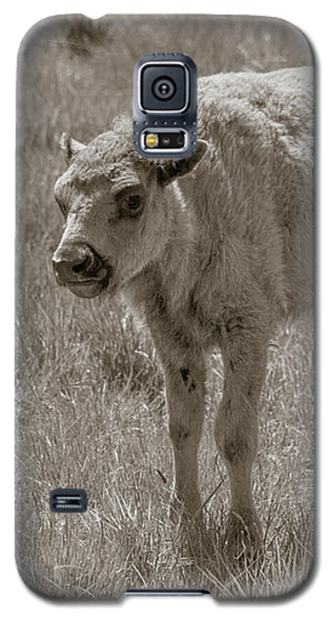 Buffalo Galaxy S5 Case featuring the photograph Baby Buffalo by Rebecca Margraf