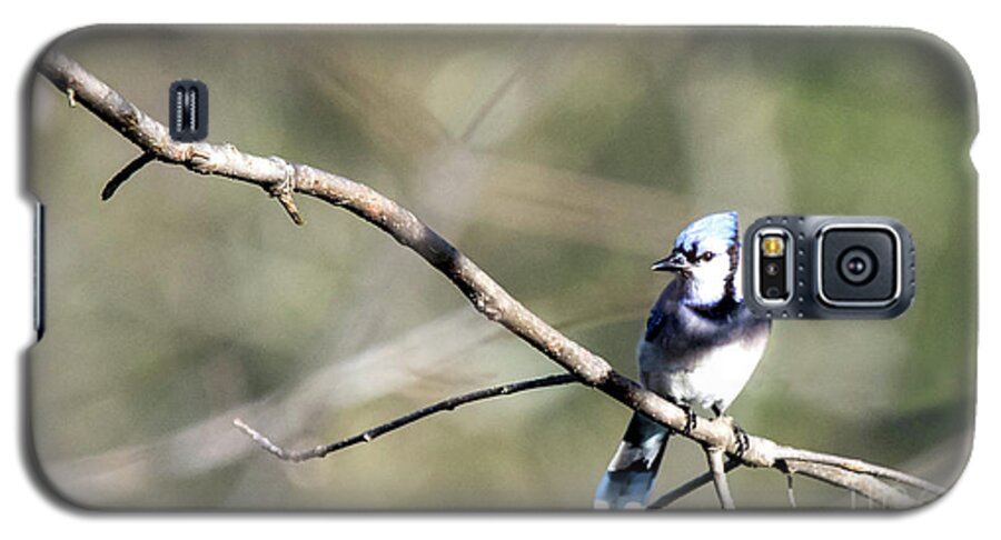 Blue Jay Galaxy S5 Case featuring the photograph Backyard Blue Jay by Ed Taylor
