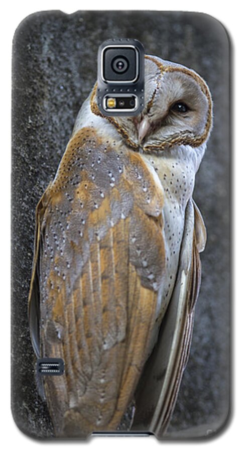 Barn Owl Galaxy S5 Case featuring the photograph Barn Owl by Hitendra SINKAR